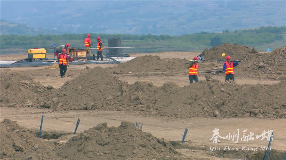 前沿母猪品种盘点：揭秘最新育种的养殖宠儿